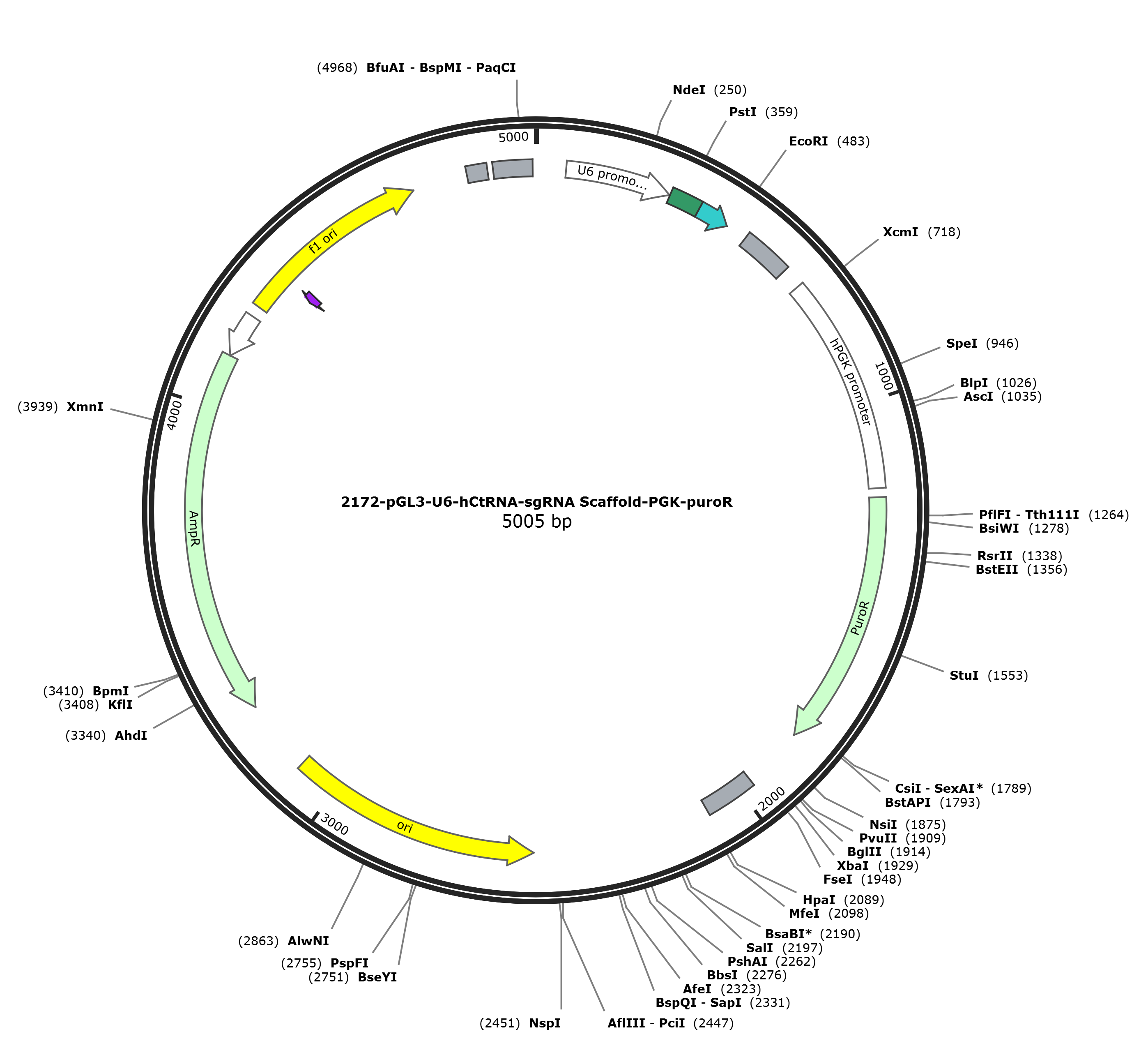 pGL3-U6-hCtRNA-sgRNA Scaffold-PGK-puroR载体图谱.png